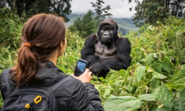 Intimate Moment: Rwandan Couple Observing Mountain Gorillas in Volcanoes National Park