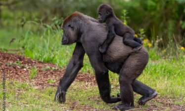 Mother gorilla with baby in forest