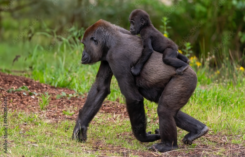 Mother gorilla with baby in forest