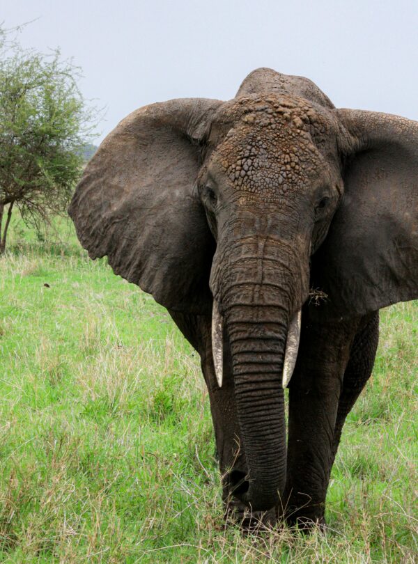 Close-up of an African elephant in Arusha, Tanzania, showcasing its majestic presence in the wild.