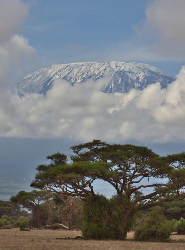Scenic view of snowcapped Mount Kilimanjaro amidst clouds and acacia trees.