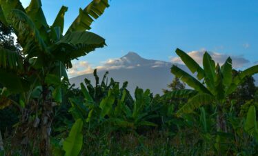 Banana trees with Mount Meru in the background, Arusha, Tanzania. Scenic view of agriculture and nature.