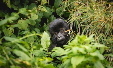 Close-up of a mountain gorilla peeking through dense foliage, showcasing wildlife in its natural habitat.