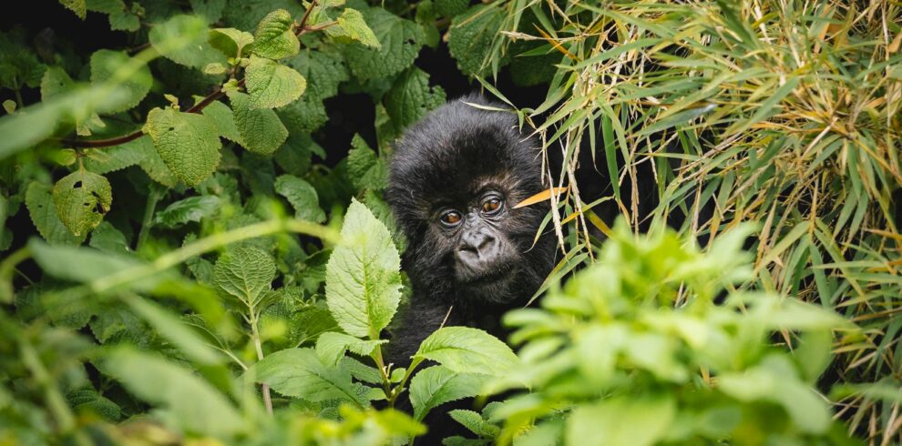 Close-up of a mountain gorilla peeking through dense foliage, showcasing wildlife in its natural habitat.