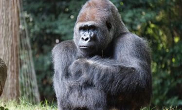 Close-up portrait of a gorilla outdoors showcasing its natural habitat and majestic presence.