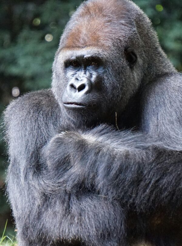 Close-up portrait of a gorilla outdoors showcasing its natural habitat and majestic presence.