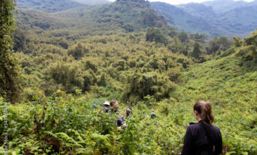 Trekking in Volcanoes National Park, Rwanda in search for Gorilas