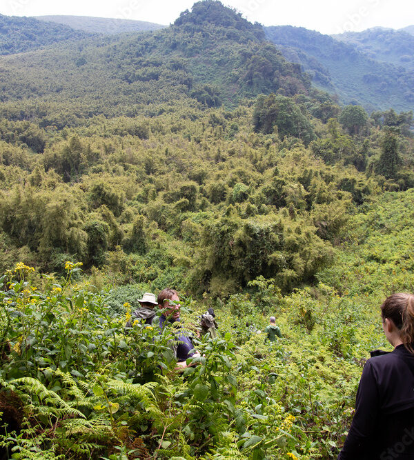 Trekking in Volcanoes National Park, Rwanda in search for Gorilas