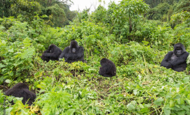 Vulcanoes NP: 2. Gorilla Trekking
