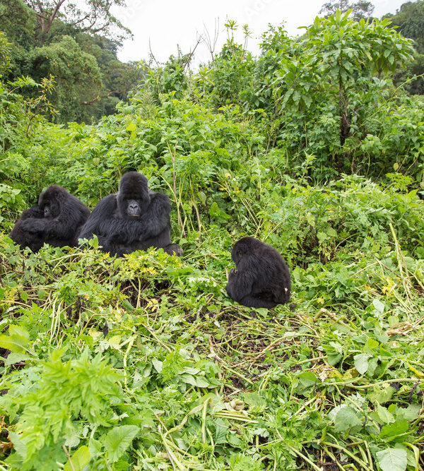 Vulcanoes NP: 2. Gorilla Trekking