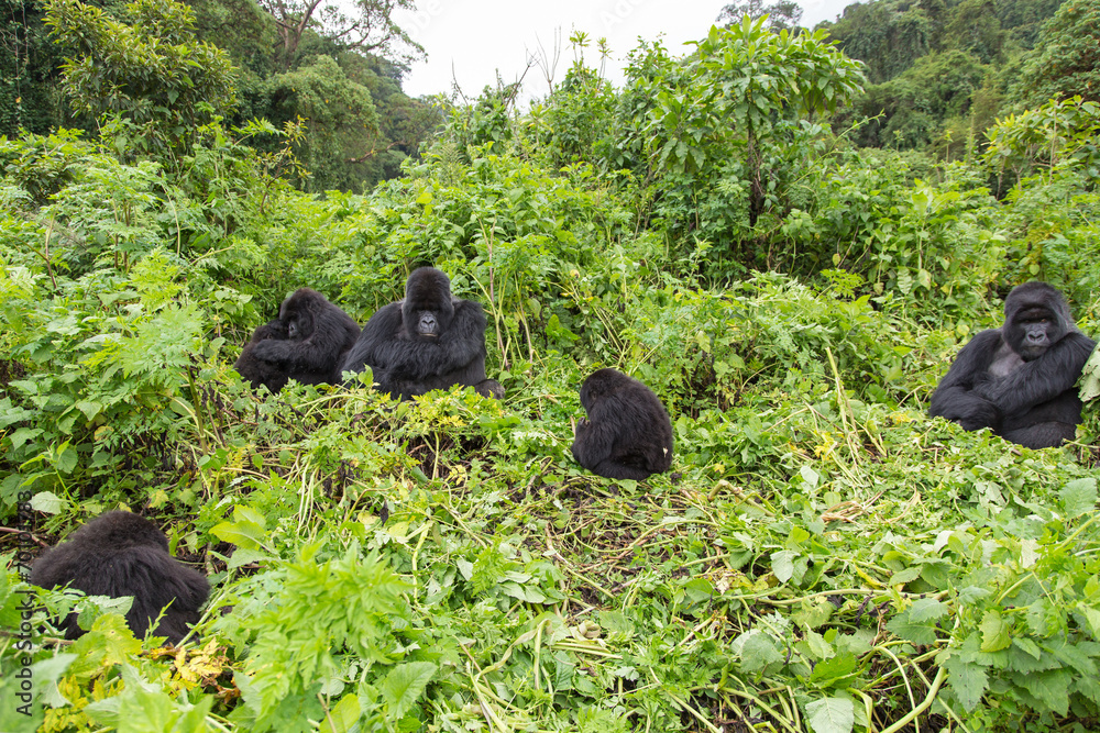 Vulcanoes NP: 2. Gorilla Trekking